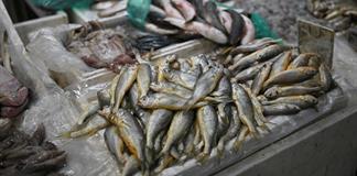 China dejará de importar marisco japonés en medio de tensiones por Taiwán, según medios China dejará de importar marisco japonés en medio de tensiones por Taiwán, según medios