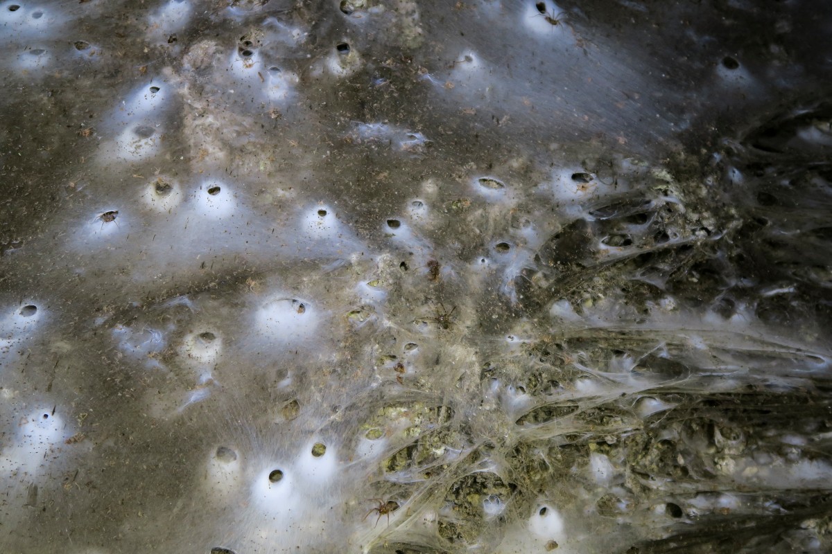 Descubren una telaraña gigante con 111.000 arañas en una gruta de Grecia Descubren una telaraña gigante con 111.000 arañas en una gruta de Grecia
