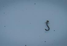 Confirma Salud 10 muertes por dengue en Jalisco en 2025