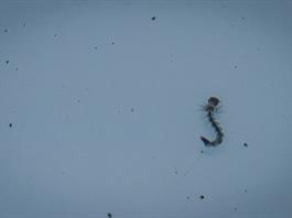 Confirma Salud 10 muertes por dengue en Jalisco en 2025