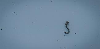 Confirma Salud 10 muertes por dengue en Jalisco en 2025 Confirma Salud 10 muertes por dengue en Jalisco en 2025