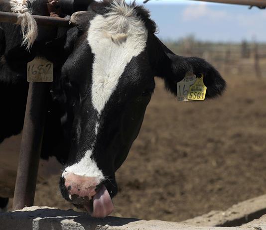 M&eacute;xico confirma 500 casos del gusano barrenador en una semana