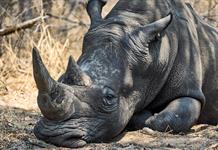 Tiburones y rinocerontes, protagonistas de la gran conferencia internacional de protección de especies amenazadas