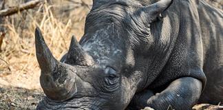 Tiburones y rinocerontes, protagonistas de la gran conferencia internacional de protección de especies amenazadas Tiburones y rinocerontes, protagonistas de la gran conferencia internacional de protección de especies amenazadas