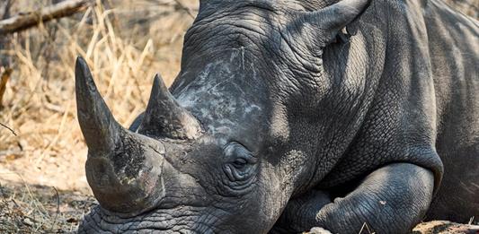 Tiburones y rinocerontes, protagonistas de la gran conferencia internacional de protección de especies amenazadas
