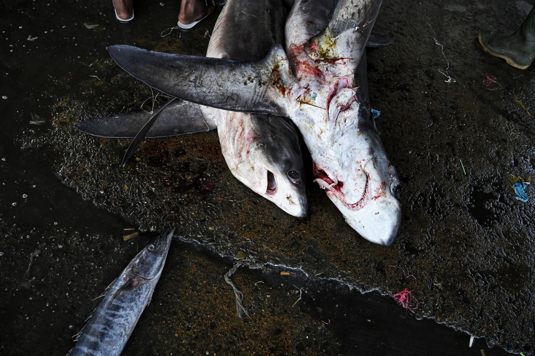 Tiburones y rinocerontes, protagonistas de la gran conferencia internacional de protección de especies amenazadas