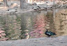 Piden apoyo empresarial para rescatar y mantener los bosques urbanos de la ZMG