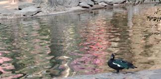 Piden apoyo empresarial para rescatar y mantener los bosques urbanos de la ZMG Piden apoyo empresarial para rescatar y mantener los bosques urbanos de la ZMG