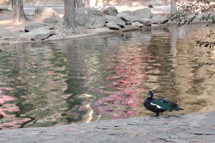 Piden apoyo empresarial para rescatar y mantener los bosques urbanos de la ZMG Piden apoyo empresarial para rescatar y mantener los bosques urbanos de la ZMG