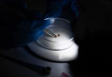 Científicos de Malasia reclutan chinches como detectives para esclarecer crímenes Científicos de Malasia reclutan chinches como detectives para esclarecer crímenes