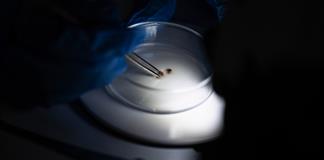 Científicos de Malasia reclutan chinches como detectives para esclarecer crímenes