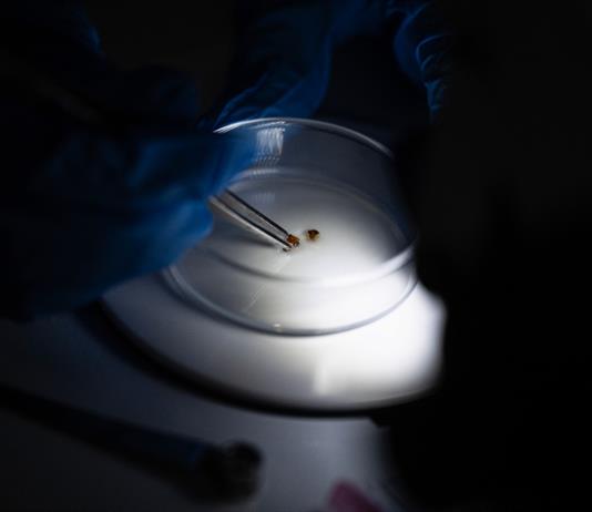 Científicos de Malasia reclutan chinches como detectives para esclarecer crímenes