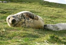 La leche de foca gris es más compleja, por sus azúcares, que la materna humana