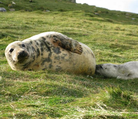 La leche de foca gris es más compleja, por sus azúcares, que la materna humana