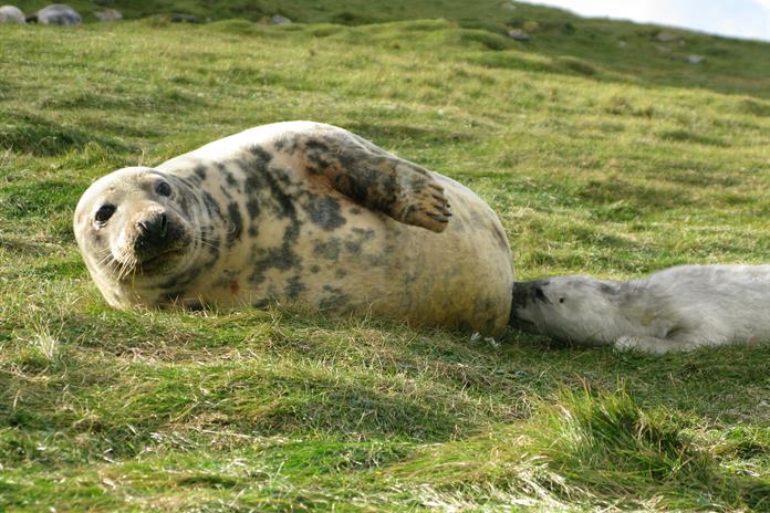 La leche de foca gris es más compleja, por sus azúcares, que la materna humana La leche de foca gris es más compleja, por sus azúcares, que la materna humana