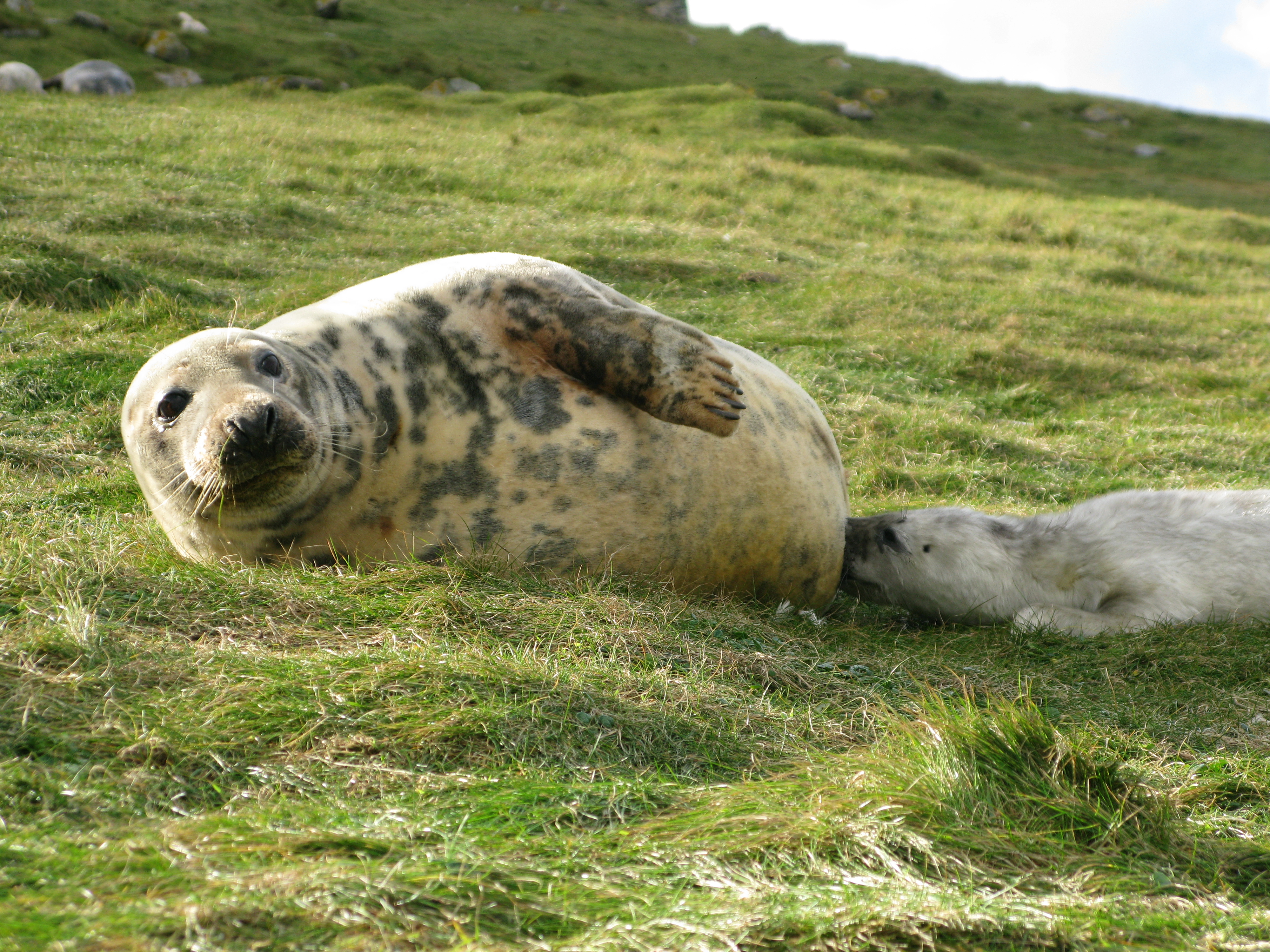 La leche de foca gris es más compleja, por sus azúcares, que la materna humana