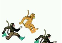 Los monos también tienen ritmo, según un estudio