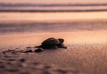 México logra uno de los años “más exitosos” en la conservación de tortugas marinas