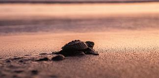 México logra uno de los años "más exitosos" en la conservación de tortugas marinas