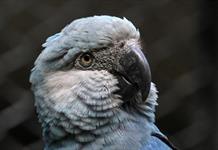 Virus letal amenaza de extinción a guacamayo famoso por film 