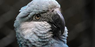 Virus letal amenaza de extinción a guacamayo famoso por film Rio