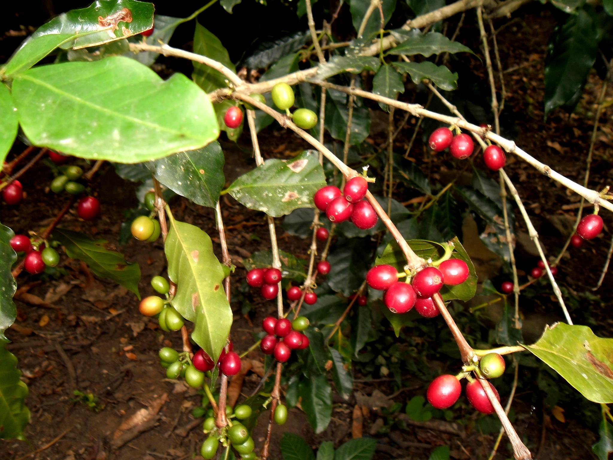“Nos dan esperanza”: niñas y niños de Cuzalapa retratan a las mujeres del campo como trabajadoras, valientes y esenciales para su comunidad