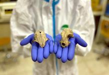 El gato doméstico llegó a Europa miles de años más tarde de lo que se pensaba