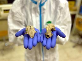 El gato doméstico llegó a Europa miles de años más tarde de lo que se pensaba El gato doméstico llegó a Europa miles de años más tarde de lo que se pensaba