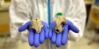 El gato doméstico llegó a Europa miles de años más tarde de lo que se pensaba El gato doméstico llegó a Europa miles de años más tarde de lo que se pensaba