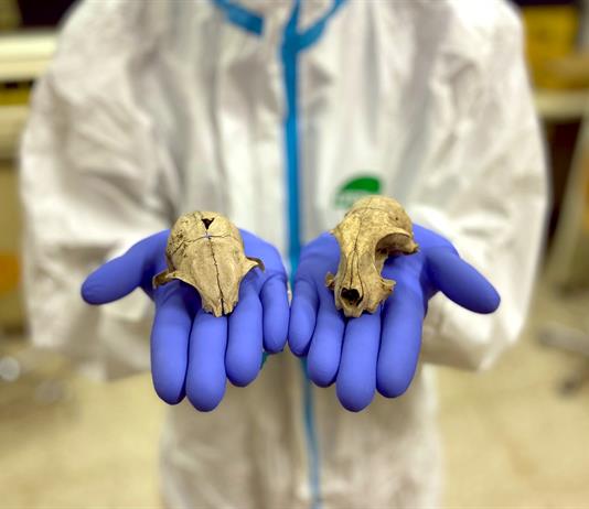 El gato doméstico llegó a Europa miles de años más tarde de lo que se pensaba