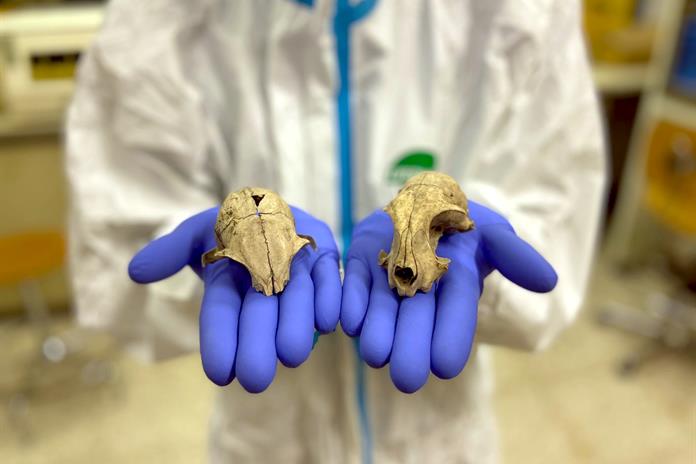 El gato doméstico llegó a Europa miles de años más tarde de lo que se pensaba El gato doméstico llegó a Europa miles de años más tarde de lo que se pensaba