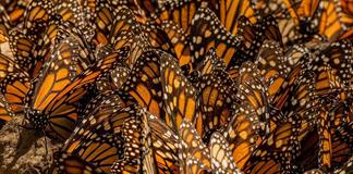 Millones de mariposas monarcas regresan a México junto al enigma de su migración