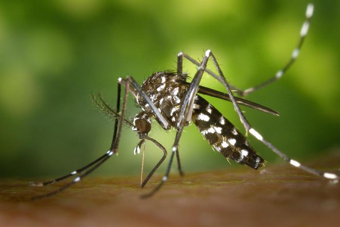 Cuba enfrenta una peligrosa sindemia y ya exporta casos: chikungunya llega a Dominicana Cuba enfrenta una peligrosa sindemia y ya exporta casos: chikungunya llega a Dominicana