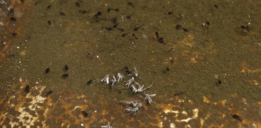 Brasil aprueba primera vacuna contra dengue de dosis única