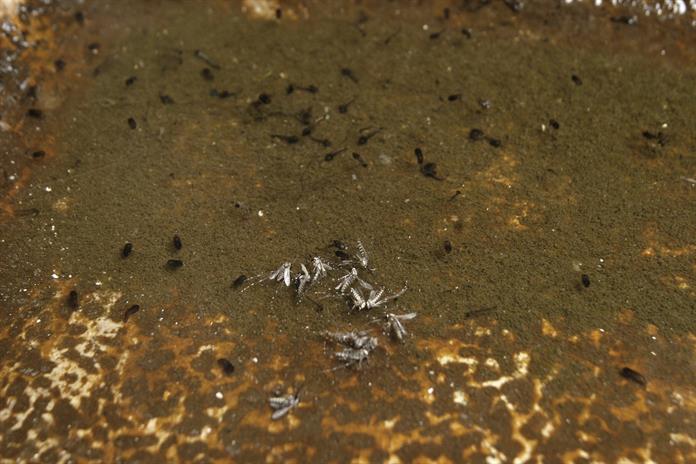 Brasil aprueba primera vacuna contra dengue de dosis única Brasil aprueba primera vacuna contra dengue de dosis única