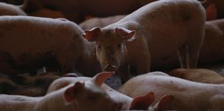 México suspende las importaciones de carne de cerdo de España por la peste porcina