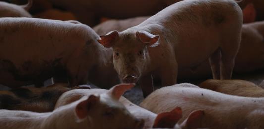México suspende las importaciones de carne de cerdo de España por la peste porcina
