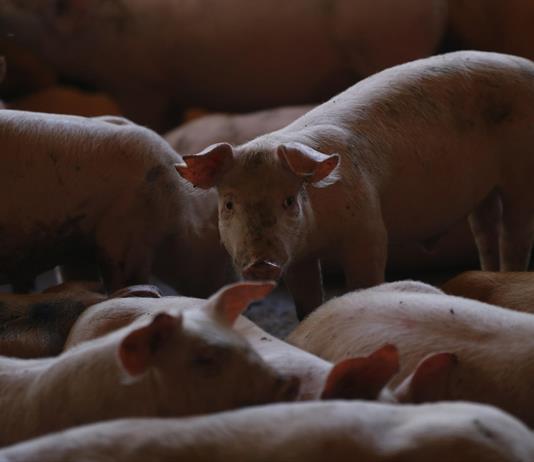 México suspende las importaciones de carne de cerdo de España por la peste porcina