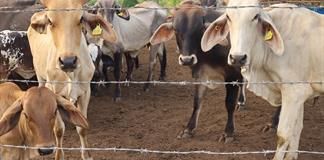 México refuerza y amplía el dispositivo para luchar contra la plaga del gusano barrenador