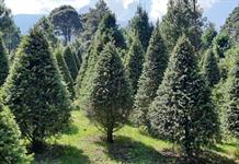 Recomiendan pinos naturales de navidad por su bajo impacto al medio ambiente Recomiendan pinos naturales de navidad por su bajo impacto al medio ambiente
