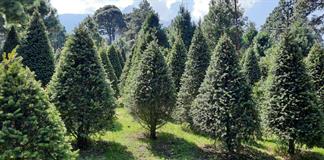 Recomiendan pinos naturales de navidad por su bajo impacto al medio ambiente Recomiendan pinos naturales de navidad por su bajo impacto al medio ambiente