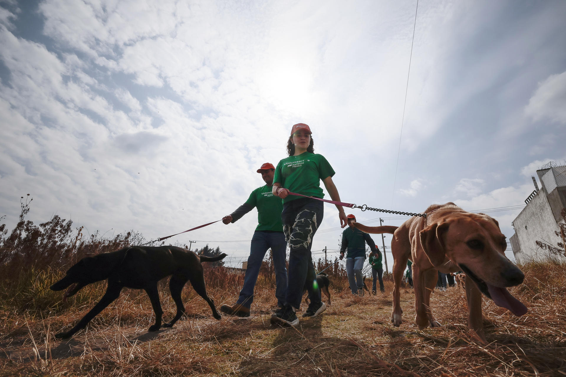 Activistas alertan sobre “desigualdad en realidades caninas” en México