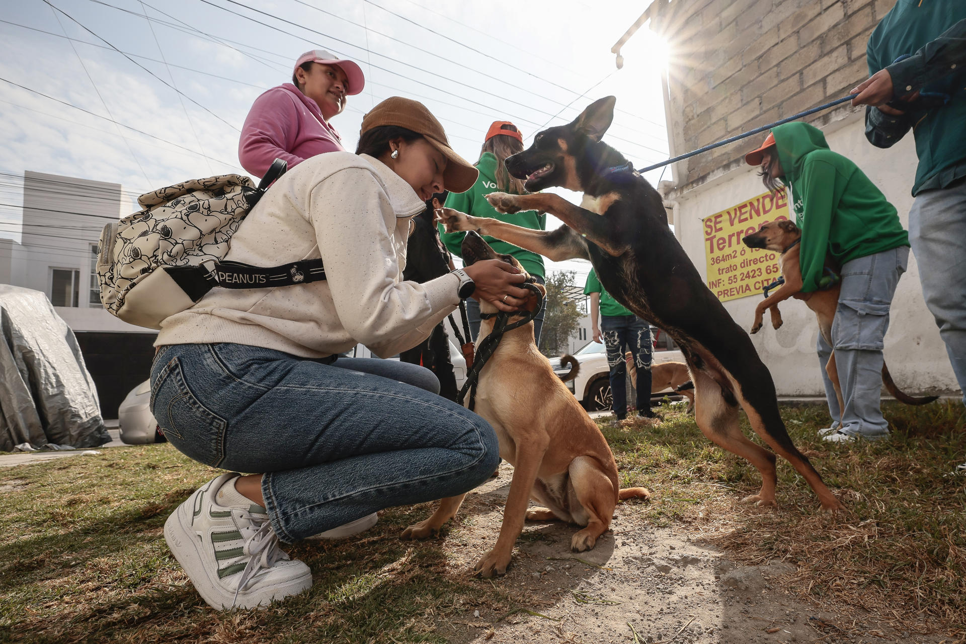 Activistas alertan sobre “desigualdad en realidades caninas” en México