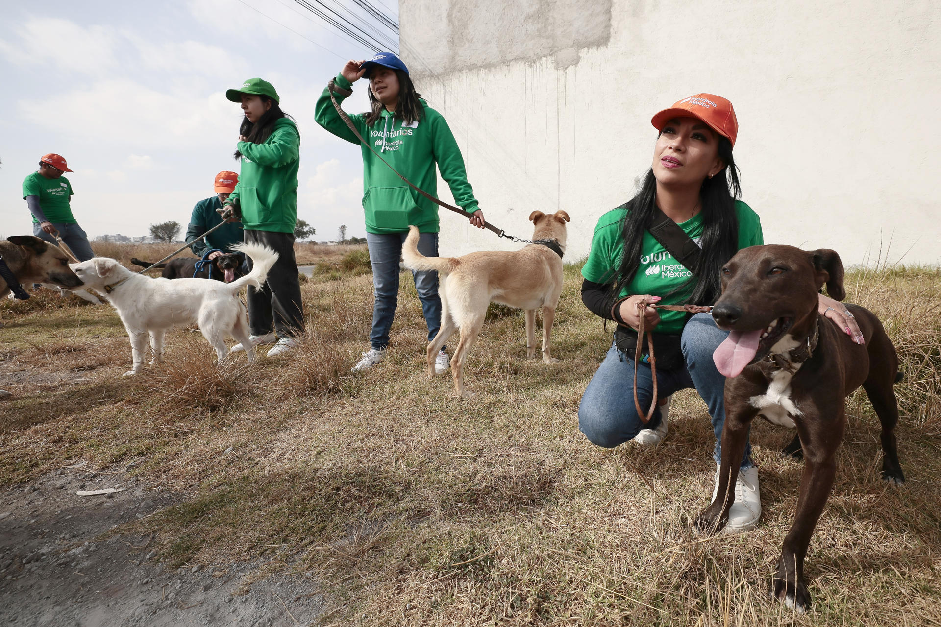 Activistas alertan sobre “desigualdad en realidades caninas” en México