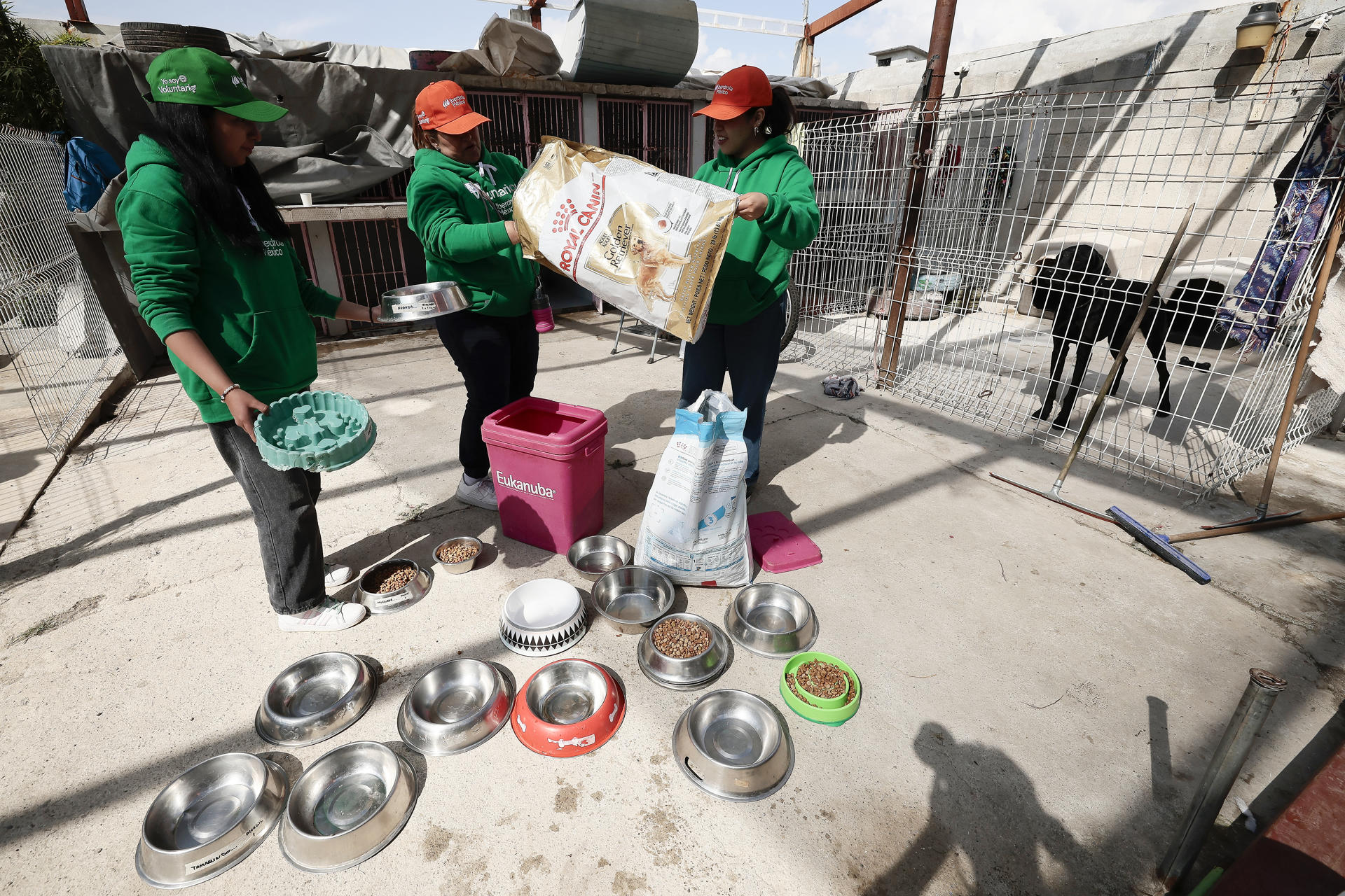 Activistas alertan sobre “desigualdad en realidades caninas” en México