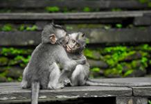 Agencia médica de EEUU reducirá pruebas científicas en monos