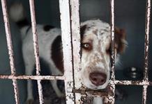 Activistas alertan sobre “desigualdad en realidades caninas” en México