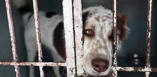 Activistas alertan sobre "desigualdad en realidades caninas" en México