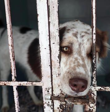 Activistas alertan sobre "desigualdad en realidades caninas" en México