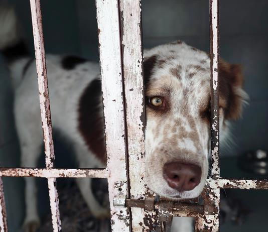 Activistas alertan sobre "desigualdad en realidades caninas" en México